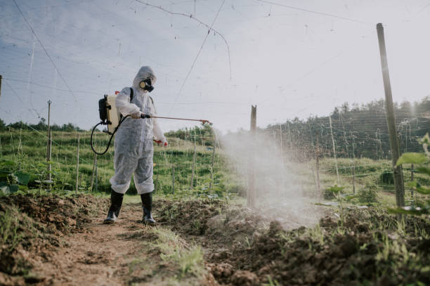 Best Local Pest Control Services  in Independence, VA