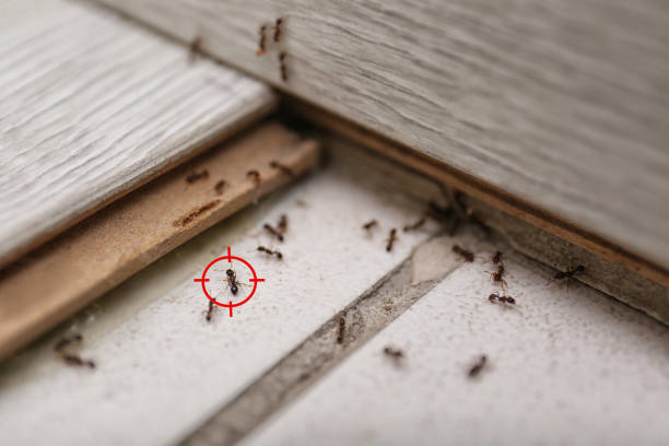 Best Pest Removal Services  in Independence, VA
