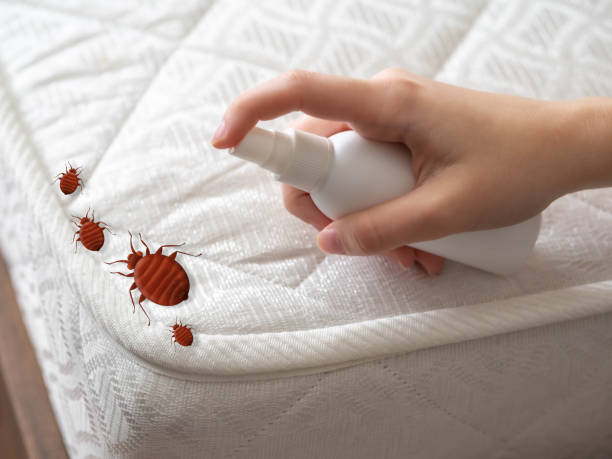 Best Termite Control Services  in Independence, VA