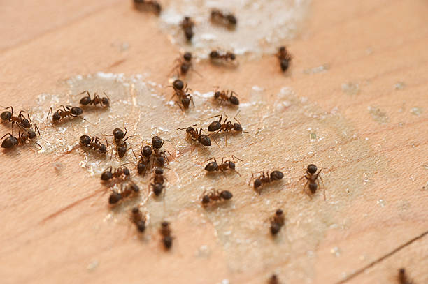 Best Pest Prevention Services  in Independence, VA