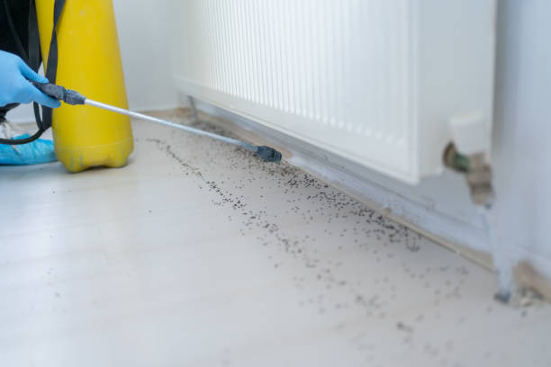 Best Cockroach Control Services  in Independence, VA